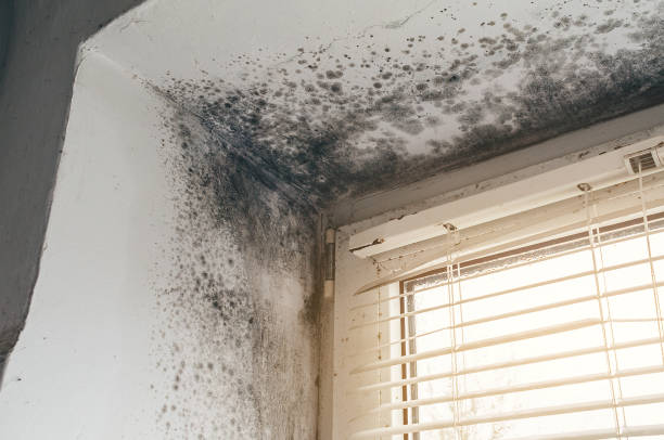 Affordable Crawl Space Mold Remediation solutions in Fork, MD